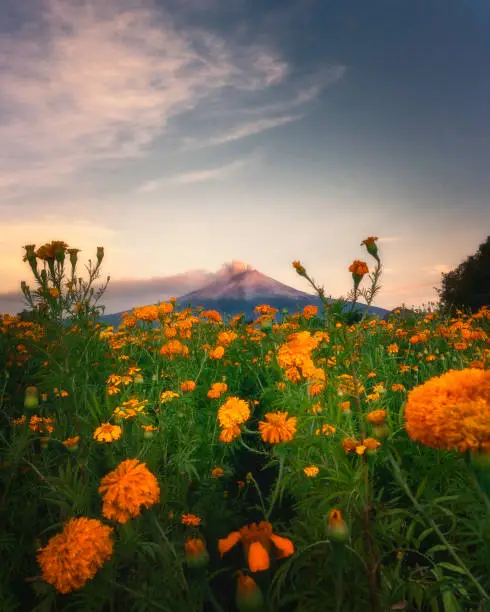 Field of cempasúchil flowers, the traditional flower of the day of the dead, with the Popocatépetl volcano in the background