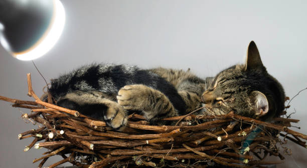 istock A light bulb warms a cat that sleeps in a wooden wicker nest. 1299321050