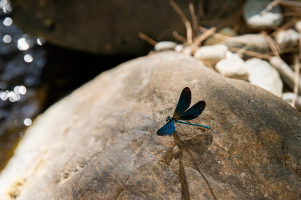 I photographed a blue dragonfly walking around an icy river, sometimes resting on a leaf and sometimes on a stone.