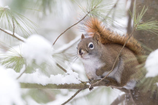 American Red Squirrel sitting on pine tree branch with snow in winter