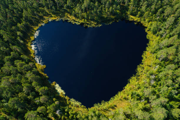 hjärtformad tarn - svensk skog bildbanksfoton och bilder
