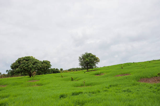 istock Chiang Mai Longan Garden 1299323121