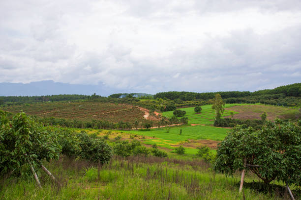 istock Chiang Mai Longan Garden 1299323139