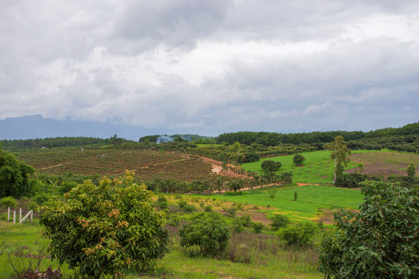 istock Chiang Mai Longan Garden 1299323153