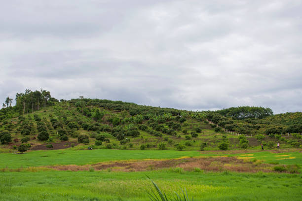 istock Chiang Mai Longan Garden 1299323173