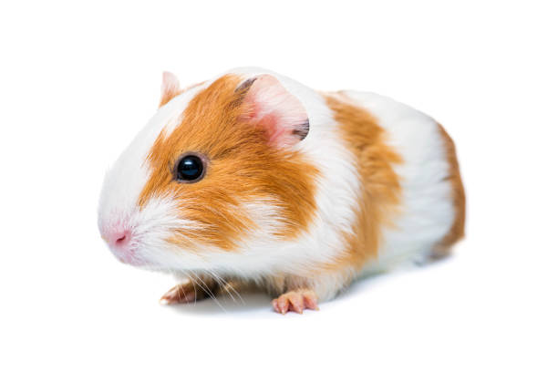 istock Guinea pig isolated on a white background. Domestic guinea pig 1299323261