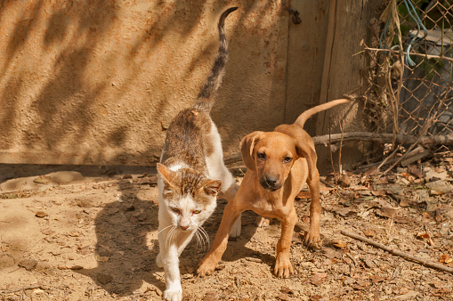 Little stray mongrel dog and young street cat closeup as friends