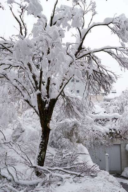 istock A deciduous tree heavily covered with snow. On the ground there are branches broken by snow weight. The damage caused by snow in village Urdorf, Switzerland in extreme snowfall in January 2021. 1299324366
