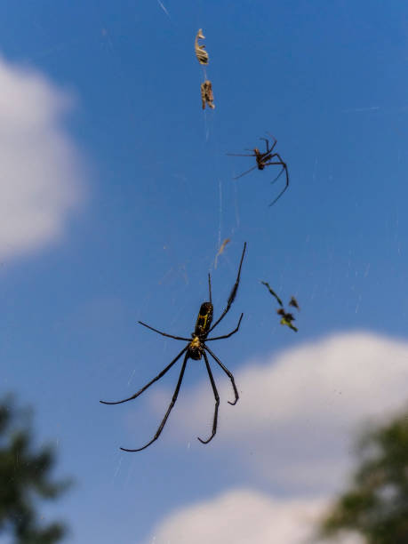 istock A spider waiting for its prey on its web in South Africa 1299325371