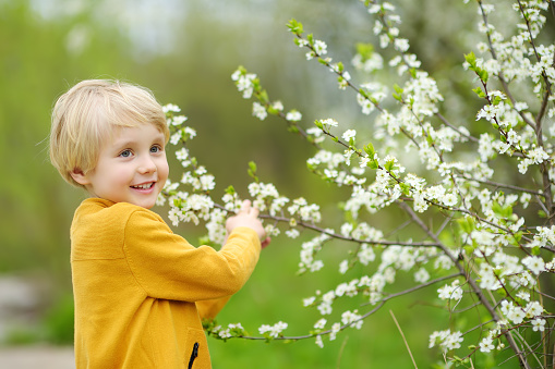 Glad boy admiring blossom cherry tree in sunny garden. Child enjoy tender nature view in springtime