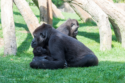 Mother gorilla with puppy on grass.