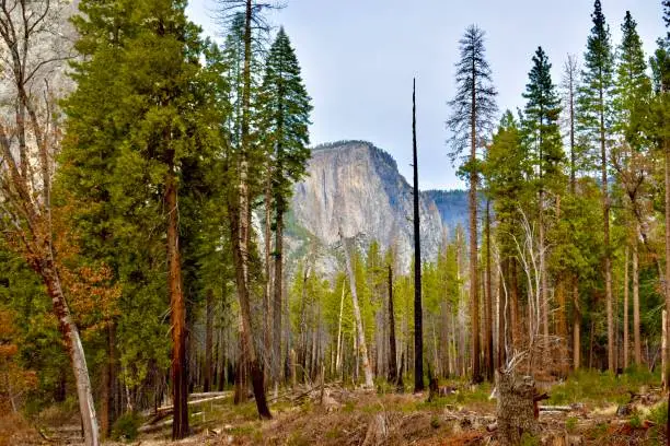 Stunning Yosemite National Park El Capitan view amidst forest of giant Sequoia and fir trees