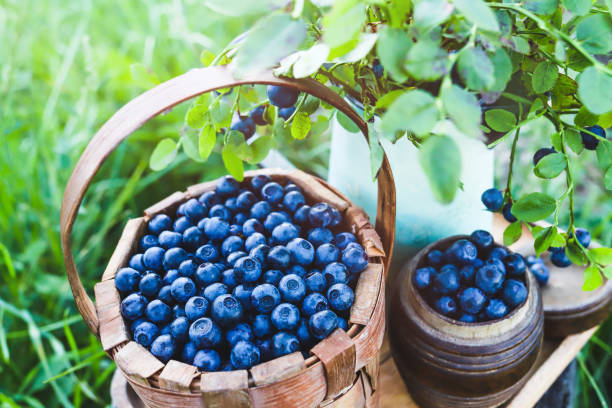 istock Ripe blueberries in basket on tray on background of greenery. 1299334292