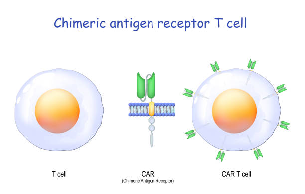 illustrazioni stock, clip art, cartoni animati e icone di tendenza di cellula t, primo primo di un recettore dell'antigene chimerico e cellula car t. - dna genetic research medicine therapy