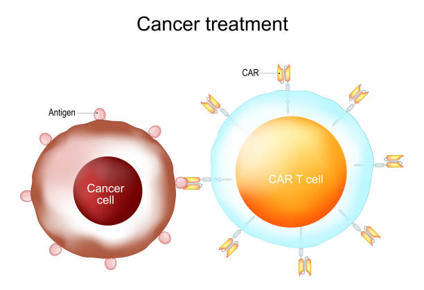 Cancer treatment and CAR T-cell therapy. Cancer treatment and CAR T-cell therapy. Chimeric antigen receptor T cells. CAR T cells. Vector human cell illustrations stock illustrations