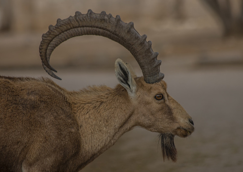 The Nubian ibex (Capra nubiana) is a desert-dwelling goat species found in mountainous areas of northern and northeast Africa, and the Middle East.