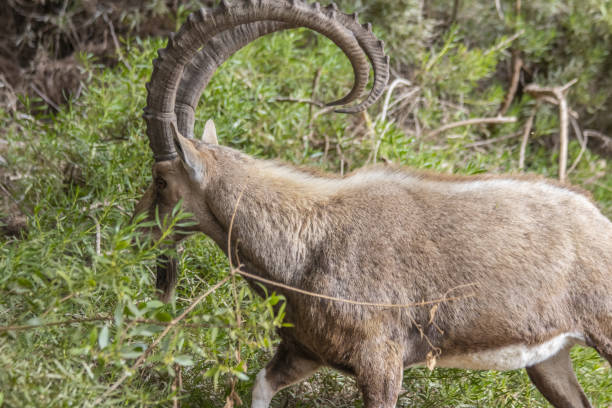 istock The Nubian ibex (Capra nubiana)  where live in negva desert 1299335343