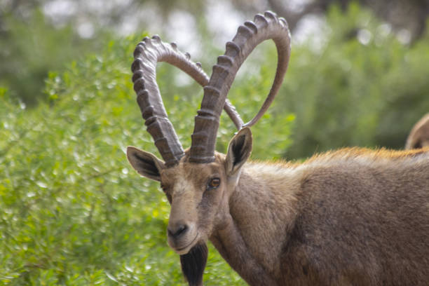 istock The Nubian ibex (Capra nubiana)  where live in negva desert 1299335358
