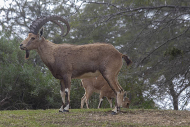 istock The Nubian ibex (Capra nubiana)  where live in negva desert 1299335368