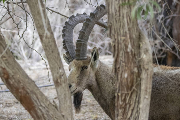 istock The Nubian ibex (Capra nubiana)  where live in negva desert 1299335371