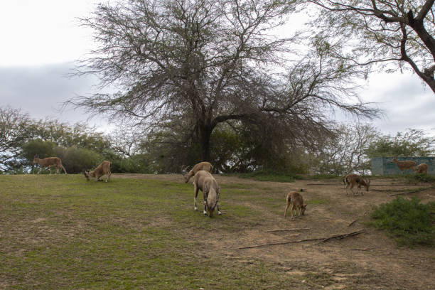 istock The Nubian ibex (Capra nubiana)  where live in negva desert 1299335411