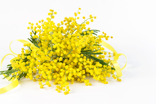 Nice fresh bouquet of fluffy tender mimosa with yellow ribbon on the white background isolated closeup. Beautiful bouquet for Mom's day and Valentine's day.