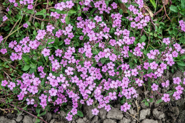 rock soapwort flowers - saponaria ocymoides - alternative medicine herb garden plant flower imagens e fotografias de stock