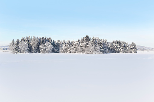 Alpine winter forest panorama with deep snow and blue sky.