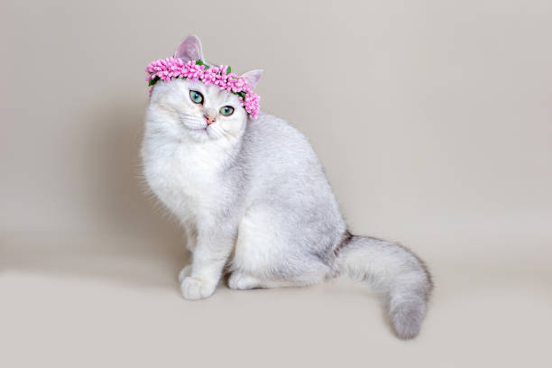 istock Charming gray cat in a crown of pink flowers sit on a gray background 1299337635