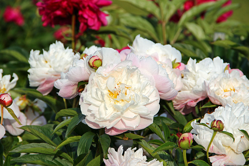 Flower bed with beautiful blooming white peonies.