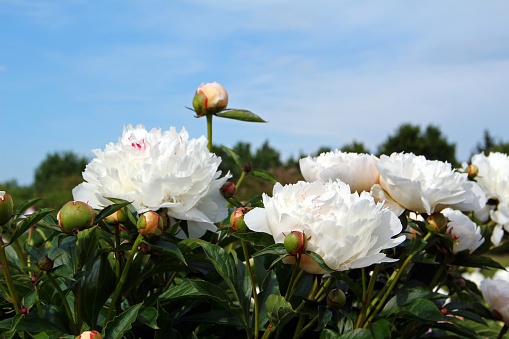Flower bed with beautiful blooming white peonies.