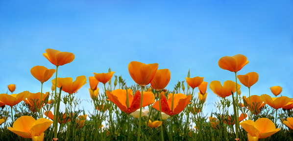 Beautiful California poppy wildflowers and blue sky in nature close-up macro. The landscape is large-format, copy space, cool blue tones.