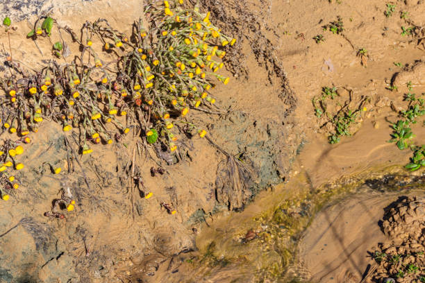 istock Coltsfoot flower (Tussilago farfara) on a sandy shore of a small stream 1299339404