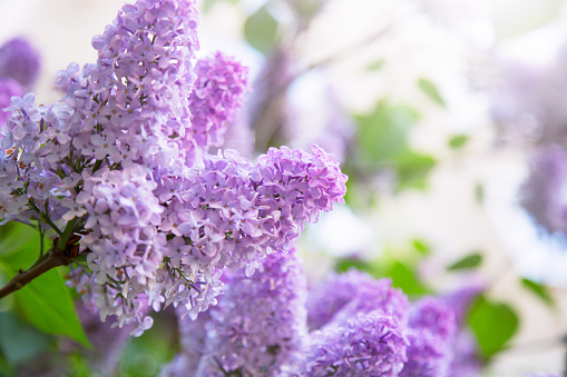 Lilac flower with blurred background, summer season.