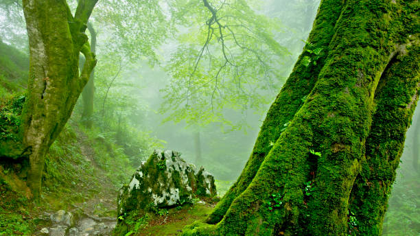 istock Beech forest with fog and mossy trunk in the foreground 1299343733
