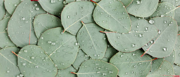 istock Background, Texture made of green eucalyptus leaves with raindrop, dew. Flat lay, top view 1299343790