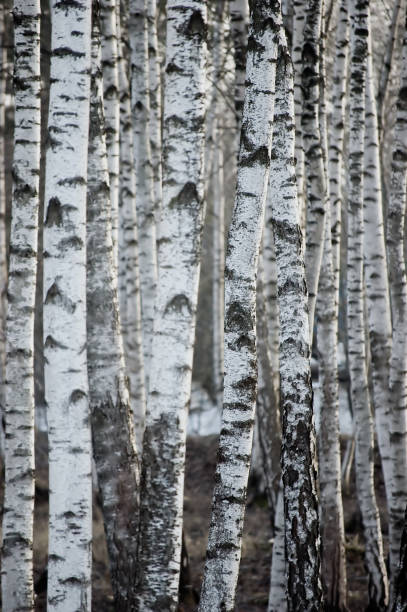 istock Birch tree forest grove at early spring, Betula p. pendula trunks, large detailed rustic bark texture closeup, textured vertical pattern background 1299346384