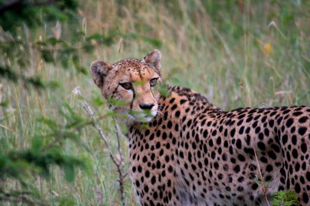 istock Cheetah in South Africa 1299346958