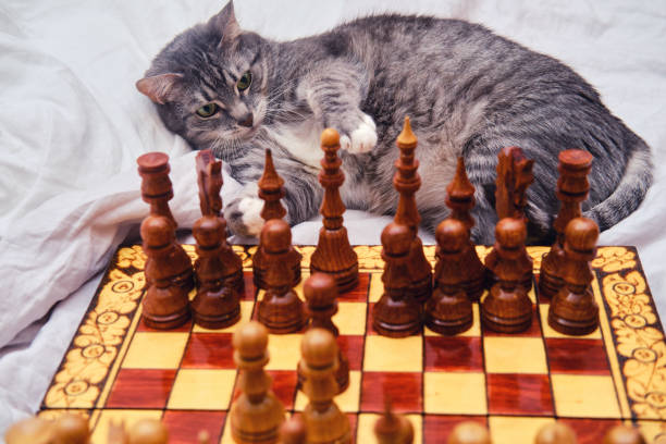 istock Big gray cat plays chess while lying on the bed 1299347999