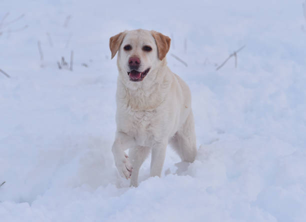 istock lovely labrador dog running in the snow 1299348817