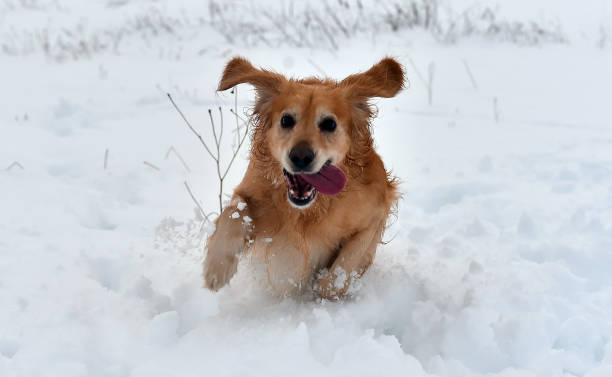 istock lovely labrador dog running in the snow 1299348822