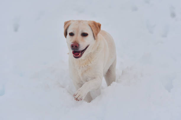 istock lovely labrador dog running in the snow 1299348826