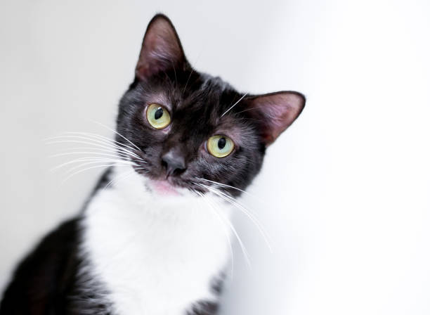 istock A shorthair cat looking at the camera with a head tilt 1299348843