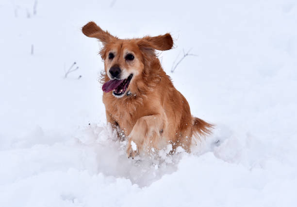 istock lovely labrador dog running in the snow 1299348851