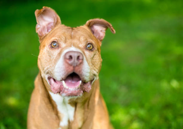 istock A happy senior Pit Bull Terrier mixed breed dog 1299348869