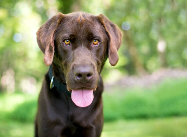 istock A Labrador Retriever dog panting outdoors 1299348879