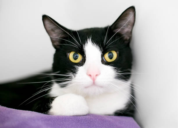 A black and white shorthair cat with dilated pupils