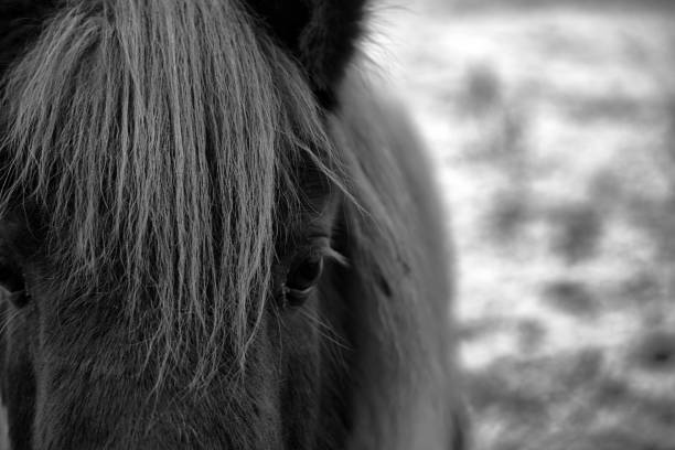 istock Cute pony portrait, black and white 1299350782
