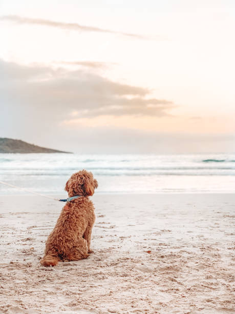 Dog sitting at the beach watching the sunrise Cavoodle puppy dog sitting in the sand at the beach watching the sunrise dog beach stock pictures, royalty-free photos & images