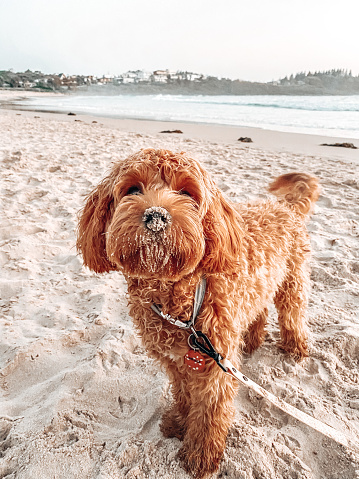 Cavoodle dog looking into the camera while at the beach with a sandy nose and water in the background